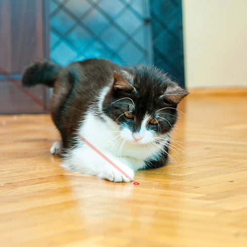 Laser Pointer